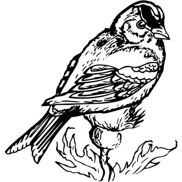 BIRD050 Thumbnail
