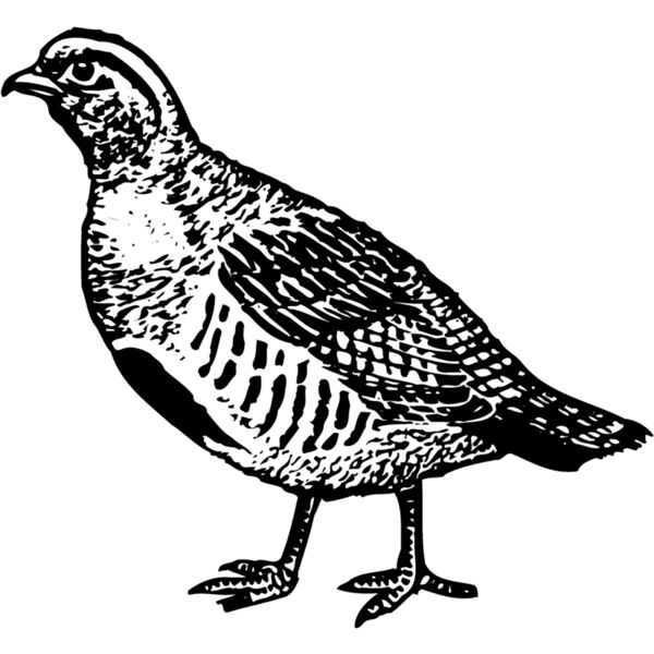BIRD075 Thumbnail