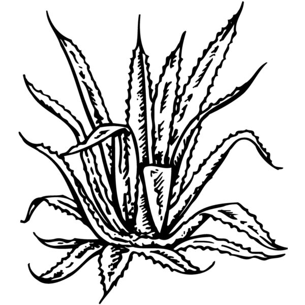 PLANT02 Thumbnail